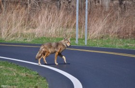 ذئب ينشر الذعرفي ولاية أميركية