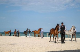 برعاية حمدان بن زايد .. انطلاق بطولة الظفرة لجمال الخيل العربية اليوم