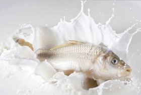 حليب الأسماك.. خيار جديد للأطفال يثير الجدل