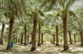 استراتيجية متكاملة وبرامج مبتكرة لتنمية زراعة النخيل وإنتاج التمور في أبوظبي