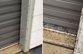 أستراليا.. هجوم مرعب للعناكب على المنازل