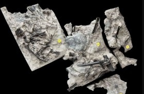 العثور على أحافير لزاحف طائر من أقارب الديناصورات 