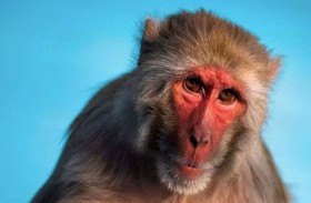 زراعة رقاقات في أدمغة القرود لفهم إدمان البشر على القمار