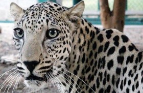 جبال العلا .. موطن أصلي للنمر العربي