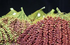 الدورة الـ 20 من مهرجان ليوا للرطب تنطلق اليوم 