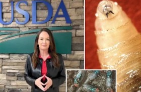 أمريكا تبني مصنعاً لإنتاج طفيليات آكلة للحوم