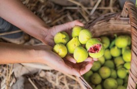 هل يحتوي التين على دبابير ميتة؟ العلم يجيب