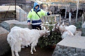 أشجار الميلاد تتحول لوجبة شهية للماعز