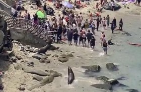 زوار شاطئ يتفاجؤون بهجوم طريف من البحر