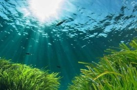 اكتشاف أقدم نبات بحري لإدارة الشيخوخة لدى البشر