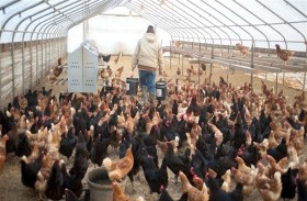 إعدام 27 ألف طائر في ألمانيا والدنمارك