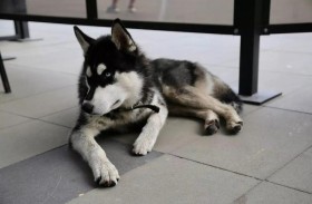 جرو يجسد مثلا في الإخلاص والوفاء