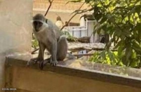 كشف حقيقة هجوم القردة على حدائق الأهرام