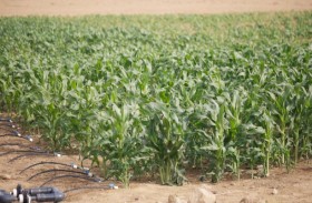 برنامج الابتكار لمكتب أبوظبي للاستثمار يساهم في دعم وتنويع اقتصاد إمارة أبوظبي