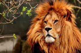 أسد يلتهم حارسه بدلاً من وجبته