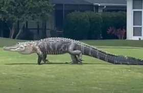 تمساح طرق باب منزل ثم باغت صاحبه 