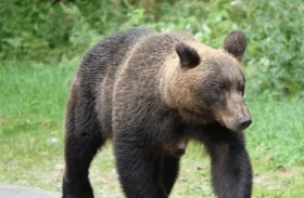 دب يتسبب بإنهاء بطولة للغولف