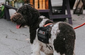 الحيوانات المنزلية تحسّن نوم أطفال التوحد