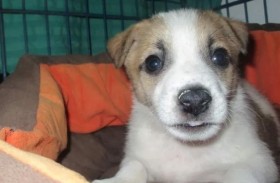 فرصة سفر وإقامة 5 نجوم للكلاب الضالة