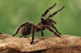 طريقة «غير متوقعة» للتغلب على رهاب العناكب