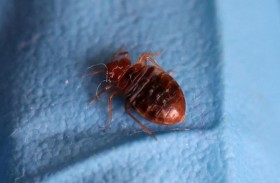 بق الفراش يثير الرعب في كوريا الجنوبية