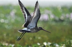 طائر يقطع الكرة الأرضية بالطول والعرض