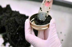 الكافيار يطيح مسؤولا علميا أميركيا