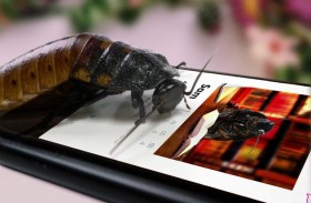 خيارك في يوم الحب.. تسمية صرصور باسم الحبيب