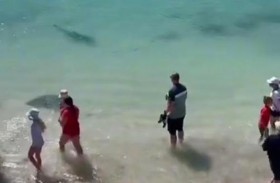 قرش بجوار رواد الشاطىء.. والنهاية سعيدة