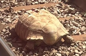 سلحفاة تعيق قطاراً 