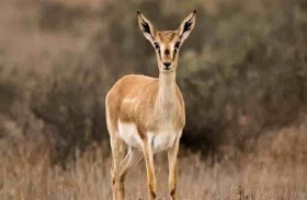 استنجدا بالشرطة هرباً من غزال.. فاعتقلا