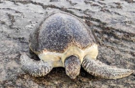 السلاحف البحرية في اليمن مهددة بالانقراض