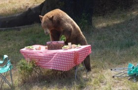 دببة تنهب مخيماً أعده حراسهما