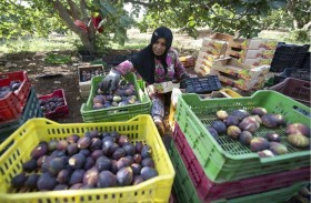 تونس.. حدائق معلقة