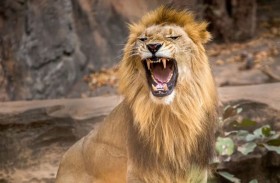 أسد يقتل فتاة تبلغ 14 عاما