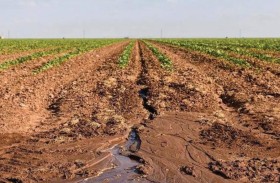 جفاف استثنائي يثير مخاوف المزارعين في بريطانيا 