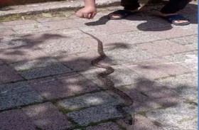 الزواحف تجتاح إسطنبول