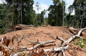 ثلث غابة الأمازون دُمّر بسبب الجفاف