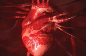 علماء يزرعون أنسجة قلب بشري في جنين خنزير