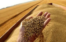 تجــارة الحـــبوب العــــالمية فـــوق برمـــيل بــــارود  ...