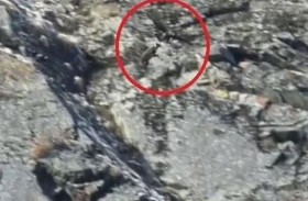 نسر يرفع ماعزاً فوق جبال الألب 