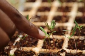 اكتشاف إنزيم ثوري ينتج الكهرباء من الهواء