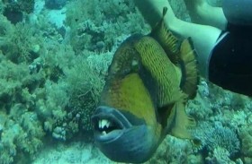 سمكة بأسنان بشرية تهاجم غطّاساً 