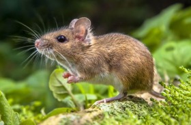 حالة استنفار في قرية بسبب فأر 