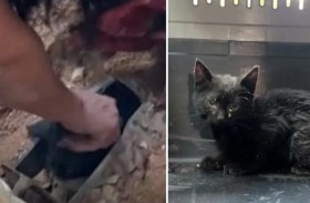 إنقاذ قطة علقت 3 أيام في أنابيب الصرف