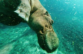 حديقة الحيوانات بالعين تعزز جهودها للحفاظ على فرس النهر 