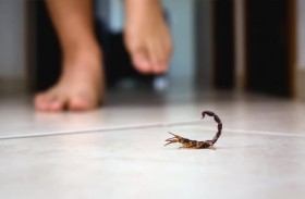 نزيل يتعرض للدغة عقرب في أفخم فنادق لاس فيغاس 