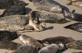 نفوق 164 أسد بحر وفقمة بإنفلونزا الطيور 