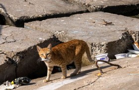 الداخلية المصرية توقف متهمين في تعذيب قطة