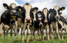 اليابان تبحث عن سفينة تحمل 5800 بقرة